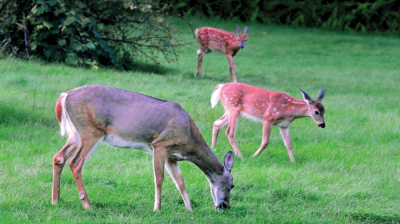 A growing number of deer are grazing across Massachusetts, leading to an increase in traffic collisions. Middleboro tops the list for crashes. Photo courtesy Massachusetts Division of Fisheries and Wildlife.