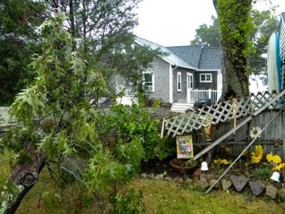 The tree downed the fence dividing her and her neighbor's yards.