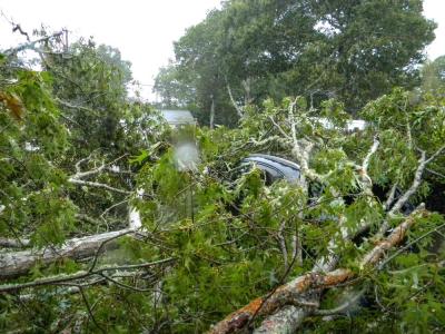 Most of the tree fell onto her driveway, splitting the house and the garage.