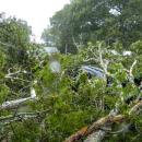 Most of the tree fell onto her driveway, splitting the house and the garage.