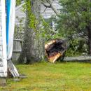 The tree as seen from Jefferson Shores Road. The inside appears to be dark and rotting.