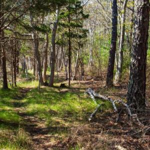 River Walk Conservation Area on Cromesset Road.  Photo by Wareham Land Trust. 