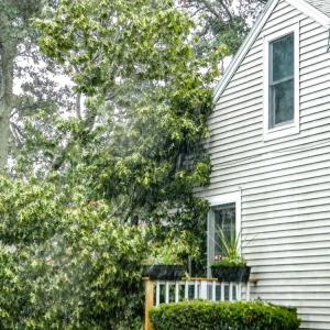 A view of the tree from the side, resting on the porch and the roof.a